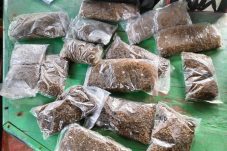 Paket Ganja dibungkus di dalam plastik bening dengan berat 1.180 gram, (27/7/24)